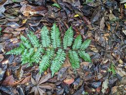 Image result for Blotiella sinuata