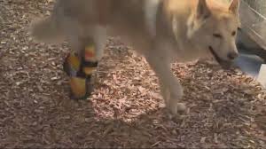 This is the newest place to search, delivering top results from across the web. Salem Man Drives Across Country To Adopt Dog Who Lost Two Feet At Puppy Mill King5 Com