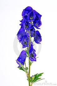 Pin On Violets Are Blue