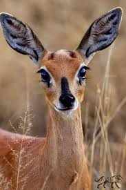 الرجال افعال وليس اقوال اسماء بعض انواع الغزلان ومعانيها 1 ارام معناه هو الظبية البيضاء وهو ايضا اسم لقبيلة عربية كانت موجودة في سوريا الكبرى التي كانت تعيش في 1500 قبل