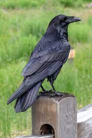 Itap Of A Raven That Took A Liking To Me And Kept Following Me By Rwwilkinson Photos Amazingworld World A Beautiful Birds Animals Animals Beautiful