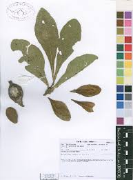 Image result for Gardenia subacaulis