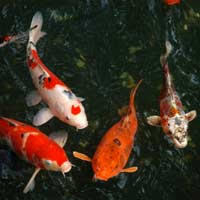 When adding additional fish to an established koi pond, they should be kept in a quarantine tank goldfish are a great choice for koi ponds. A Beginner S Guide To Keeping Koi Pond Expert