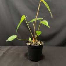 Image result for Napoleonaea septentrionalis