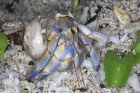 Image result for Crabbea coerulea