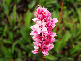 Flower Macro Kaghan Valley Pakistan Flowers Light Pink Rose Pink Roses