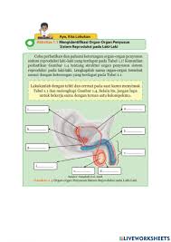 Jawaban buku bahasa indonesia kelas 8 kegiatan 7.2 semester 2 hal 179. Lkpd Sistem Reproduksi Laki Laki Worksheet