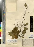 Image result for Maprounea