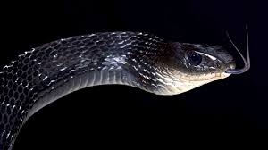 The authoritative source on reddit for your snake identification needs. Black Snakes What You Should Know Today S Homeowner