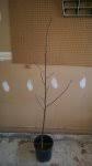Prefers a full sun to part shade position in well drained soil. Tulip Poplar Bonsai Nut