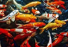Science Behind Shrimp Aquaponics Aquaponics Definition In 2020 Aquaponics Fish Aquaponics Fish