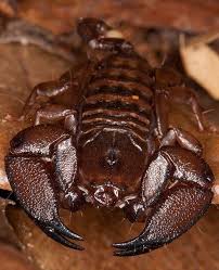 Dwarf Wood Scorpion Liocheles Australasiae Arachnids Spiders Scorpion Arachnids
