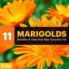 As the depaul university explains it, in art theory, a complementary color is one that shares no color with its complement. Marigolds Health Benefits And How To Use Dr Axe
