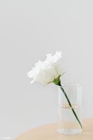 White Carnation In A Glass With A Light Gray Background Free Image By Rawpixel Com Kutthaleeyo White Carnation Light Grey Carnations