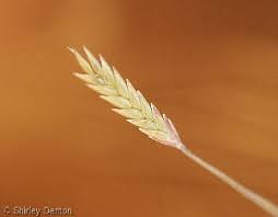 Image result for Eragrostis atrovirens