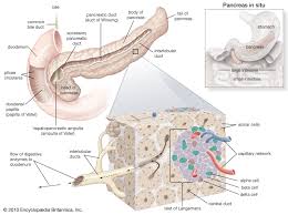 Image result for pancreas)