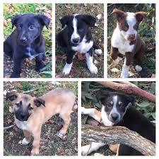 See more ideas about border collie, collie, puppies. Puppies Medium Male Blue Heeler X Border Collie X Kelpie Mix Dog In Nsw Petrescue