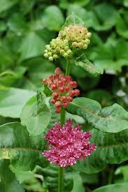 Image Result For Milkweed Plant Milkweed Plant Endangered Plants Plants