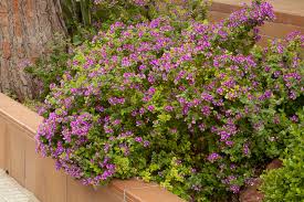 Image result for Polygala myrtifolia