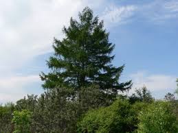 Maybe you would like to learn more about one of these? Larch Ini Adalah Pokok Konifer Atau Gugur Di Mana Ia Tumbuh Seperti Apa Rupanya