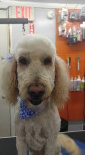 Favorite or silly dog names you've seen?