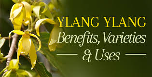 Its usage dates back to the victorian era when the victorians added ylang ylang to their macassar hair oil. Ylang Ylang Oil Benefits Uses In Perfumery And Skin Hair Care