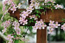 Image result for Clematis costata