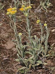 Image result for Helichrysum decorum