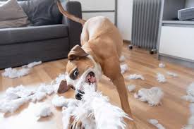 Der Traum Vom Perfekten Hund Realitat Und Wirklichkeit Hunde Alle songtexte von mudi in alphabetische ordnung. hund info