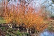 Salix alba var. vitellina 'Britzensis' (Scarlet Willow)