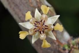 Image result for cacao flower