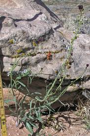 Image result for Oxyanthus strigosus