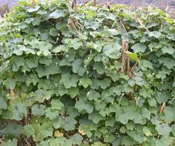 Image result for Sicyos