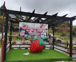 Come and spend the day picking and eating deliciously sweet, ripe, organic strawberries, down in our fields! Sabah Info Siapa Yang Mau Strawberry Fresh Boleh Lah Facebook