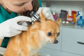 Image result for mold in the ear dog