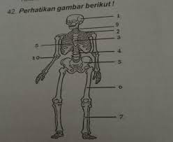 Maybe you would like to learn more about one of these? Tuliskan Nama Tulang Pada Rangka Badan Nomor 2 4 Dan 5 Bantu Jawab Kk Plis Makasih Buat Yg Udah Brainly Co Id