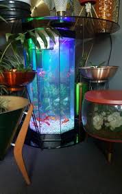 Live exotic and expensive crayfish with tied claws are in aquarium, tank at traditional. Dining Table Fish Tank Fish Tank Coffee Table Fish Tank Terrarium Retro Mid Century