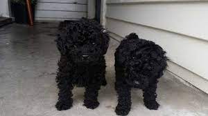 Purebred Toy Poodle Puppies For Sale Adoption From Palmerston North Manawatu Wanganui Adpost Toy Poodle Puppies Toy Poodles For Sale Poodle Puppies For Sale