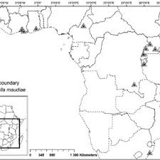Image result for Bolusiella iridifolia