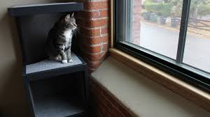 And while the past five national pet adoption days have helped nearly 3000 animals find permanent homes giaan, who grew up raising rescues, is urging australians to adopt differently in 2020; National Cat Day More Like National Cat Year As Pet Spending Booms