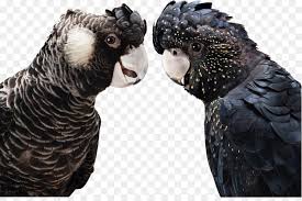 Burung cililin merupakan spesies yang termasuk ke dalam spesies burung gagak gagakan atau dalam bahasa latinnya yaitu family curvidae memiliki populasi yang lumayan banyak di dunia ini. Burung Cockatiel Redtailed Kakatua Hitam Gambar Png