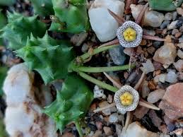 Image result for Duvalia