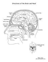 We did not find results for: Brain Structures Labeled Coloring Page