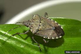 What Is The Brown Marmorated Stink Bug The Brown Marmorated Stink Bug Bmsb Halyomorpha Halys Stal H Tomatoes Plants Problems Stink Bugs Stink Bug Trap