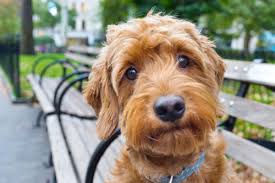 Schwindel Oder Vestibularsyndrom Beim Hund Homoopathisch Behandeln Experto De