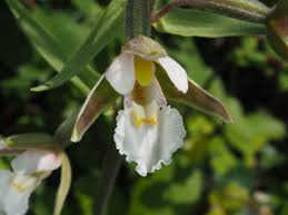 Image result for Epipactis africana