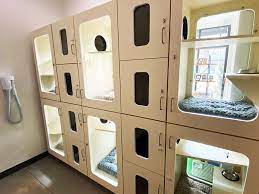 Check spelling or type a new query. Cat Boarding Atlanta Ga Lucky Lady Pet Resort