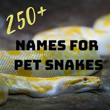250 Funny Cool Cute And Badass Pet Snake Names Snake Names Pet Snake Pet Names