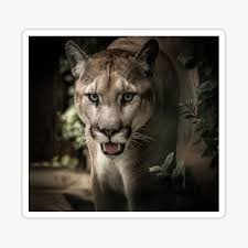 Darunter sind puma, ozelot, jaguar, langschwanzkatze, wieselkatze und tigerkatze. Sticker Raubkatzen Redbubble