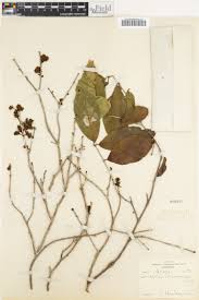 Image result for Combretum schumannii